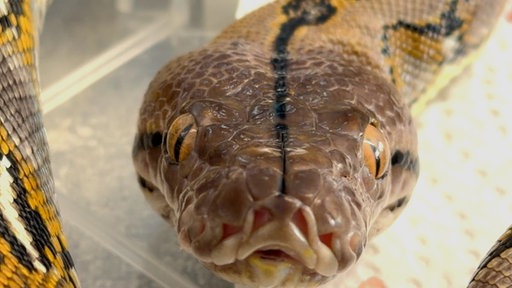 Python Thor sieht beeindruckend aus