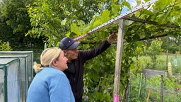 Zwei Menschen stehen vor einem Holzkonstrukt auf dem Weinreben wachsen, sie untersuchen etwas daran.