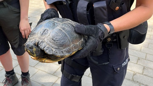 Polizist hält große Schildkröte in den Händen