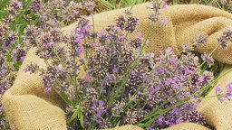 Lavendel-Anbau in Detmold