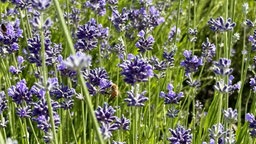 Eine Bienen sitzt im Lavendel.