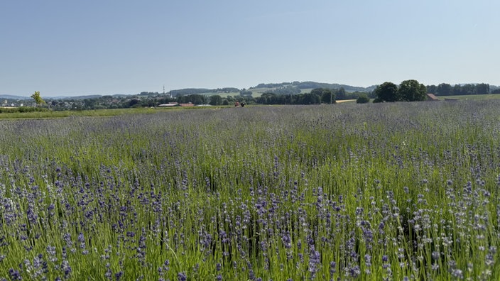 Lila Blütenmeerim Lavendelfeld