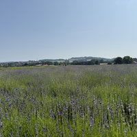 Lila Blütenmeerim Lavendelfeld