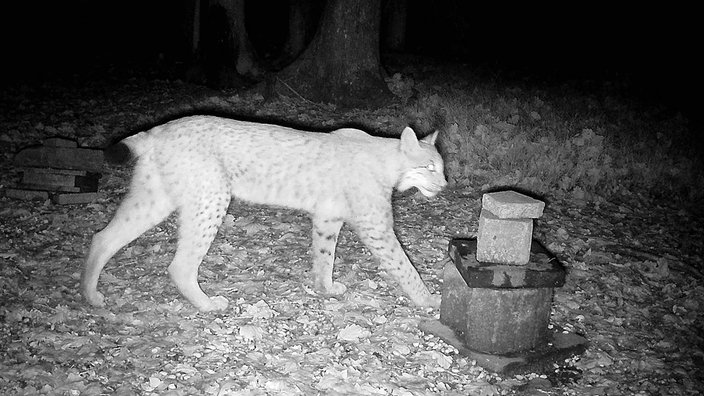 Aufnahme eines Luchses mit einer Wildtierkamera