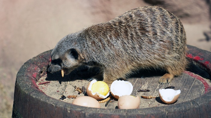 Ein Erdmännchen sitzt auf einem Holzfass und frisst Maden und Eier.