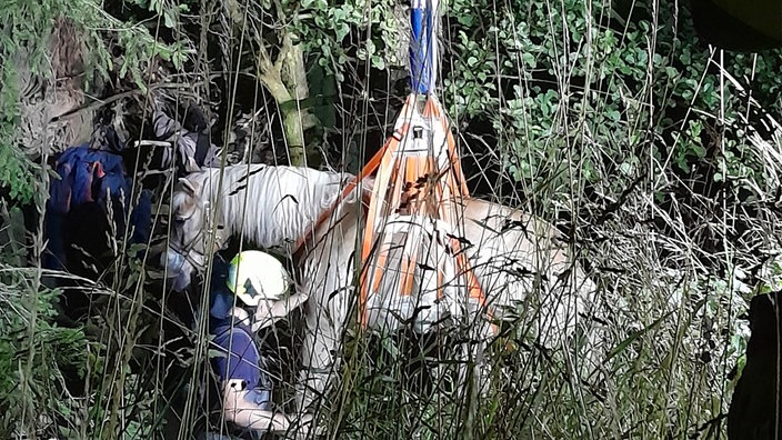 Das Pferd wird mithilfe einer Schlaufe hochgezogen.