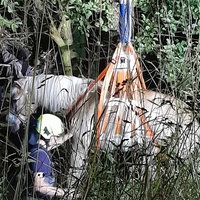 Das Pferd wird mithilfe einer Schlaufe hochgezogen.