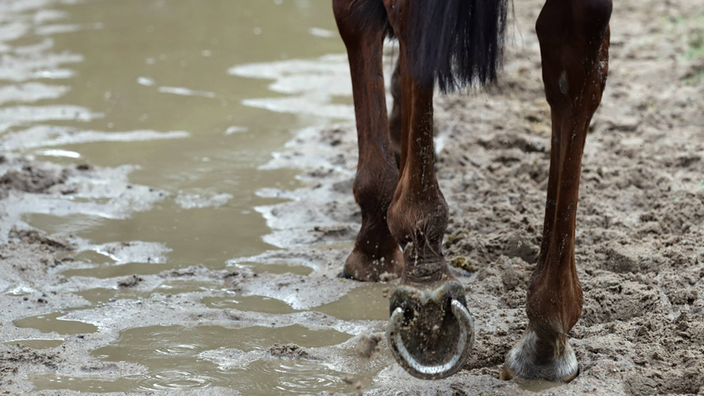 Ein Pferd im Schlamm