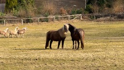 Zwei große Ponys stehen auf einer Kuppel, Hinter ihnen sind einige Fohlen zu sehen.