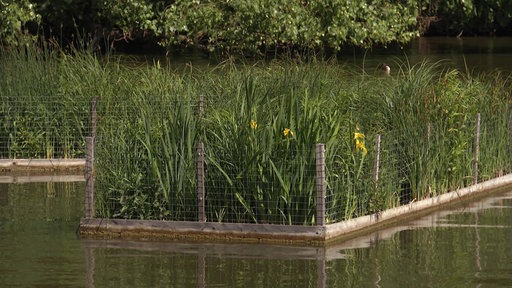 Die neuen Pflanzen auf dem Wasser
