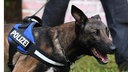 Ein belgischer Schäferhund wird von einem Polizisten an der Leine geführt 