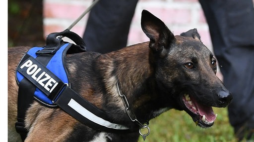 Ein belgischer Schäferhund wird von einem Polizisten an der Leine geführt 