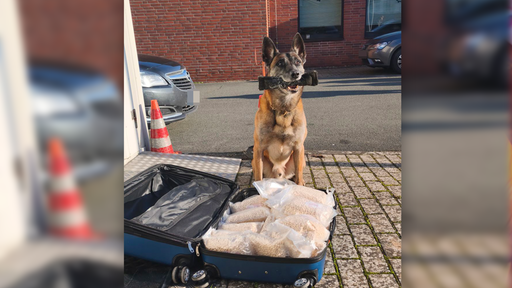 Polizeihund Lemmy und Drogenfund
