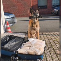 Polizeihund Lemmy und Drogenfund