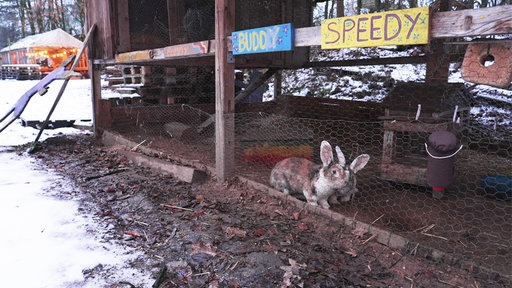 Auch Tiere wie Kaninchen, Schafe oder Hühner leben auf dem Gelände. Es sind die Kaninchen Buddy und Speedy in ihren Gehegen zu sehen.