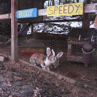 Auch Tiere wie Kaninchen, Schafe oder Hühner leben auf dem Gelände. Es sind die Kaninchen Buddy und Speedy in ihren Gehegen zu sehen.