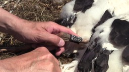 Ein Storch wird beringt