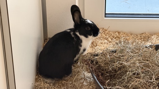 Ein schwarz-weißes Kaninchen sitzt in einem Stall auf Spähnen