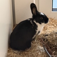Ein schwarz-weißes Kaninchen sitzt in einem Stall auf Spähnen