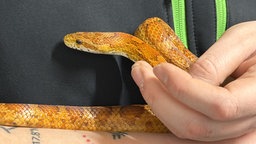 Eine gelbe Schlange auf der Hand eines Mitarbeiters des Tierheims