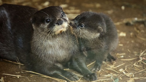 Zwei Otter liegen auf Stroh