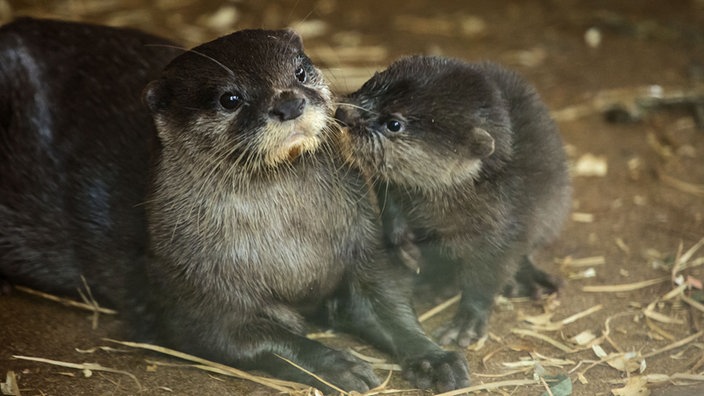 Zwei Otter liegen auf Stroh