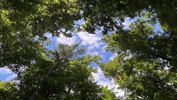 Bäume und Himmel 