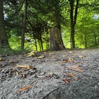 Bäumestämme und Waldboden im Wald