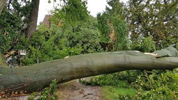 Im Vordergrund ein großer umgestürzter Baum, im Hintergrund ein beschädigtes Wohnhaus
