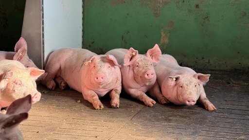Drei Schweine im Schweinestall
