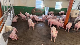 Schweine im Schweinestall. 