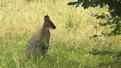 Ein entlaufenes Wallaby auf einer Wiese