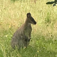 Ein entlaufenes Wallaby auf einer Wiese