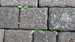 Unkraut wächst aus Terrassenfugen