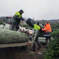Personen in Arbeitskleidung laden eine gefällte Tanne auf einen Anhänger