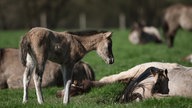 Ein Fohlen auf einer Wiese