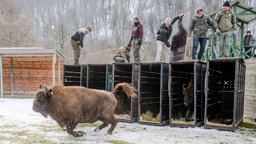 Ein Wisent stürmt aus seiner Transportbox