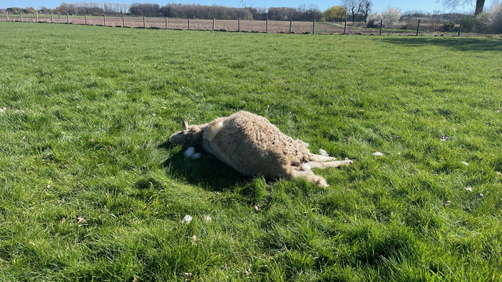 ein gerissenes Schaf liegt auf einer grünen Wiese