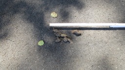 Wolfskot liegt auf Asphalt, jemand hält einen Zollstock daneben.