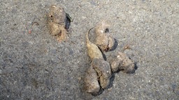 Wolfskot liegt auf Asphalt.
