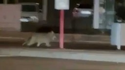 Ein Wolf läuft durch die Straßen