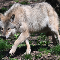 Ein Wolf auf Waldboden