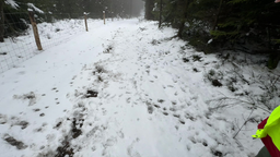 Auf einem verschneiten Waldweg sind Spuren zu erkennen