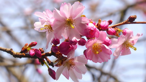 Rosafarbige Kirschblüten