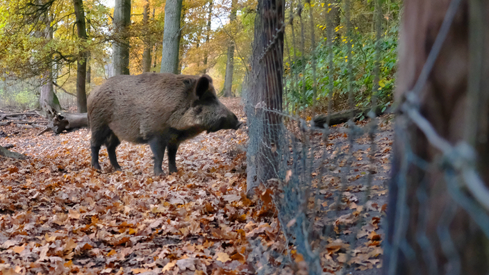 Ein Wildschwein steht vor einem Zaun