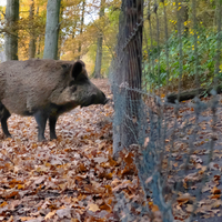 Ein Wildschwein steht vor einem Zaun
