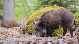 Ein Wildschwein mit Nachwuchs sucht nach etwas Essbarem