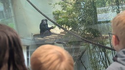 Junge guckt auf Schimpanse im neueröffneten Affenhaus in Krefeld.