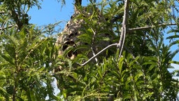 Ein Hornissennest hinter Ästen an einem Baum.