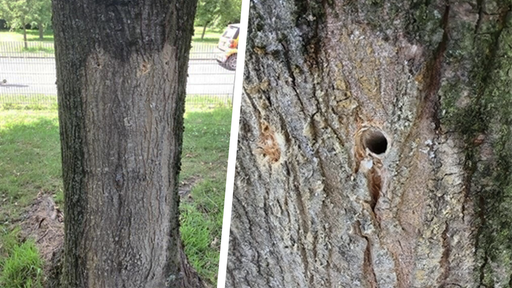 Borhlöcher und verfärbte Rinde bei möglicherweise vergiftetem Baum in Bottrop, 20.06.25